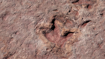 Tuba City, Arizona Dinosaur Tracks