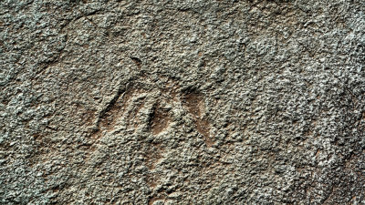 Mill Canyon, Utah Dinosaur Tracks