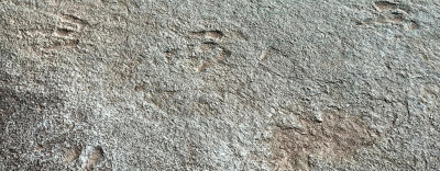 Mill Canyon, Utah Dinosaur Tracks