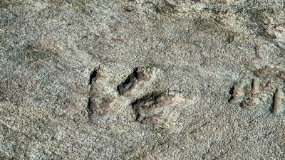 Mill Canyon, Utah Dinosaur Tracks