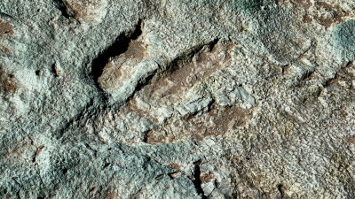 Mill Canyon, Utah Dinosaur Tracks