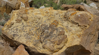 Poison Spyder, Utah Dinosaur Tracks