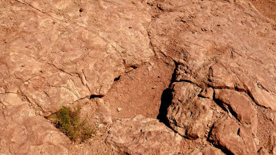 Copper Ridge, Utah Dinosaur Tracks