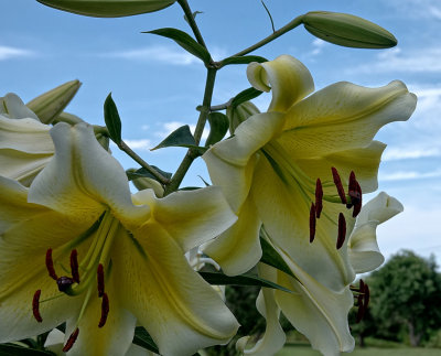Large Lily