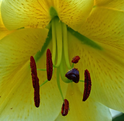 Large Lily 3