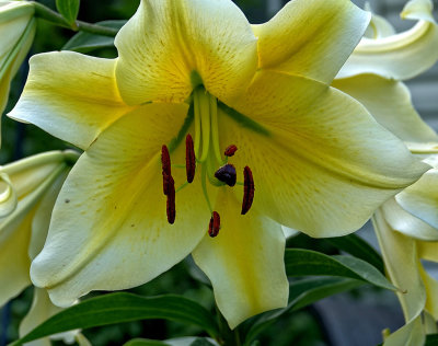 Large Lily 2