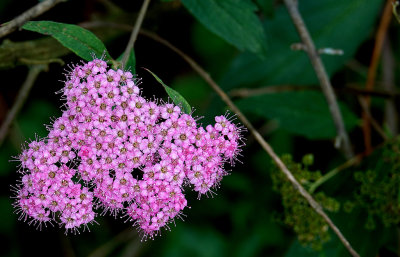 Spirea