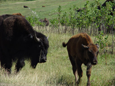 Custer State Park SD