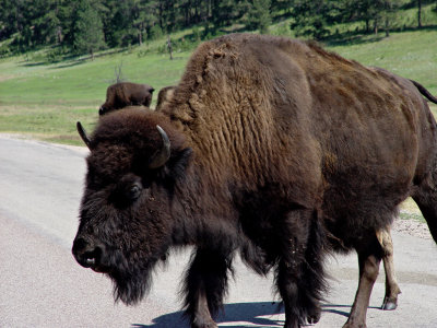 Custer State Park SD