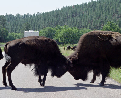 Custer State Park SD