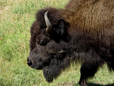 Custer State Park SD