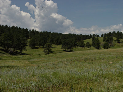 Custer State Park SD