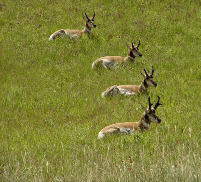 Custer State Park SD