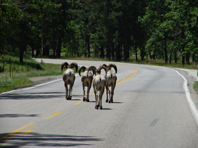 Custer State Park SD