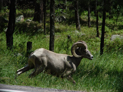 Custer State Park SD