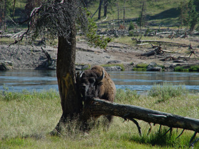 Yellowstone Wy