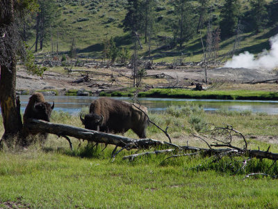 Yellowstone Wy