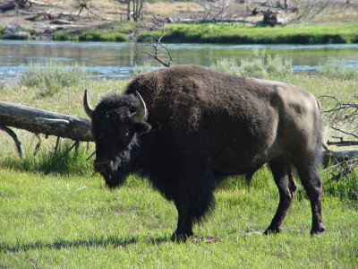 Yellowstone Wy