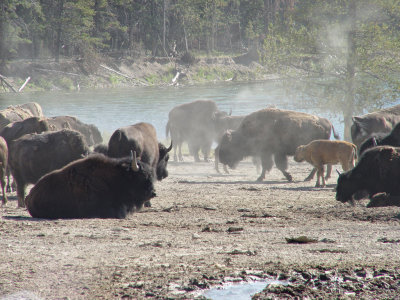 Yellowstone Wy