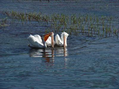 Yellowstone Wy