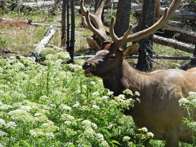 Yellowstone Wy