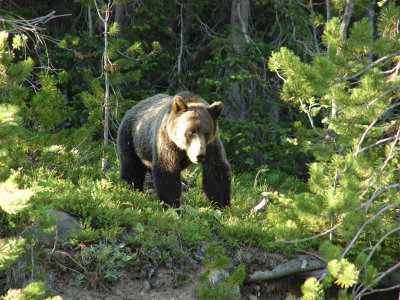 Yellowstone Wy