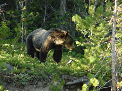 Yellowstone Wy