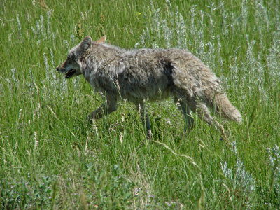Yellowstone Wy