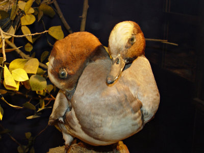 07-22-2003 Ripley's Believe it or Not Jackson Hole Wy