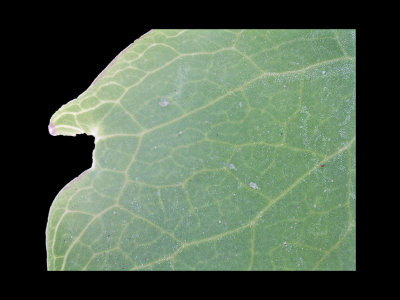 leaf