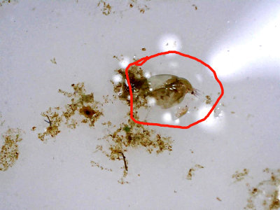 Water Flea in a Farm Pond with VIDEO
