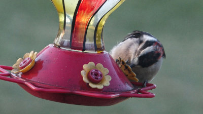 Woodpecker thinks he's a Hummingbird