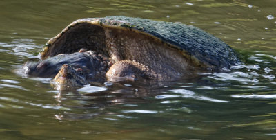 2 Headed Snapping turtle Suny Bing NY Wildlife Preserve
