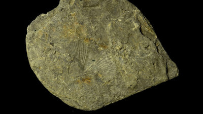 Fossil 00756 .jpg