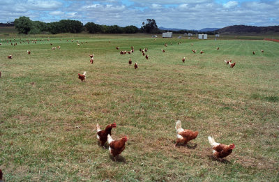 Eco-chickens 