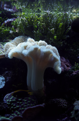 SEA LIFE Sydney Aquarium