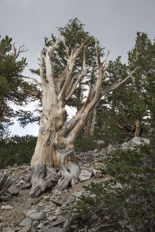 Bristlecone-10.jpg