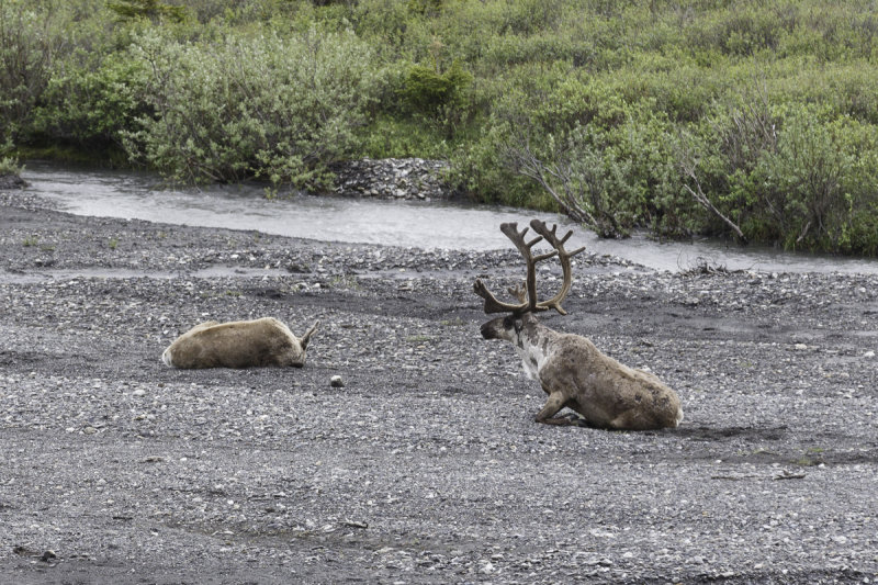Caribou-0390.jpg