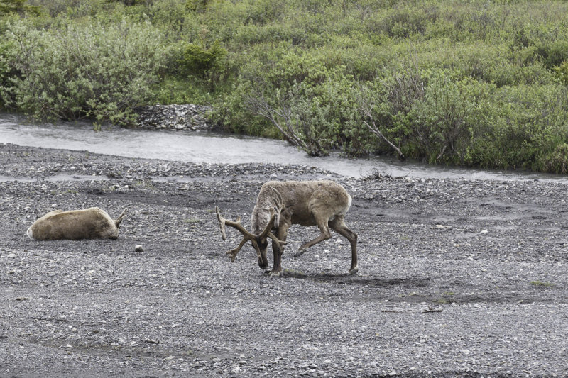 Caribou-0393.jpg