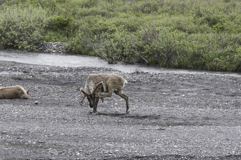 Caribou-0394.jpg