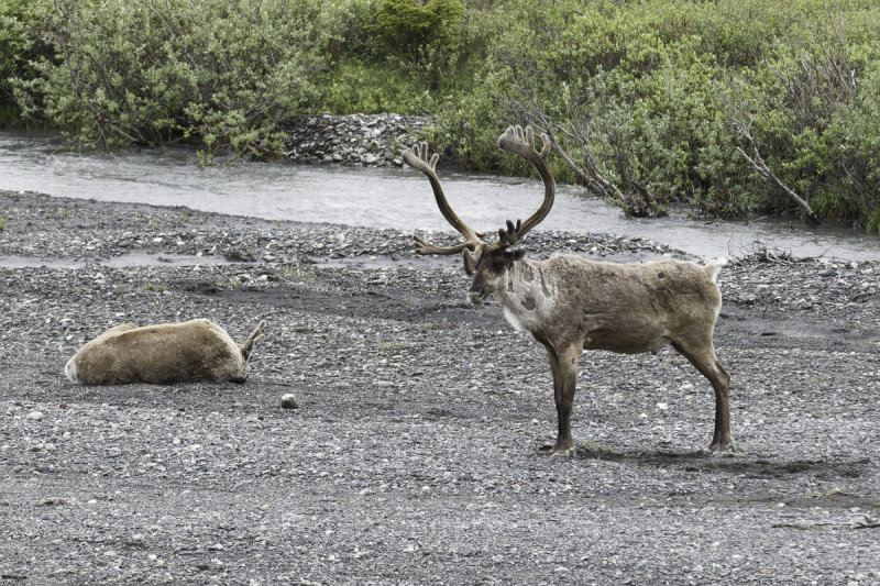 Caribou-0405.jpg