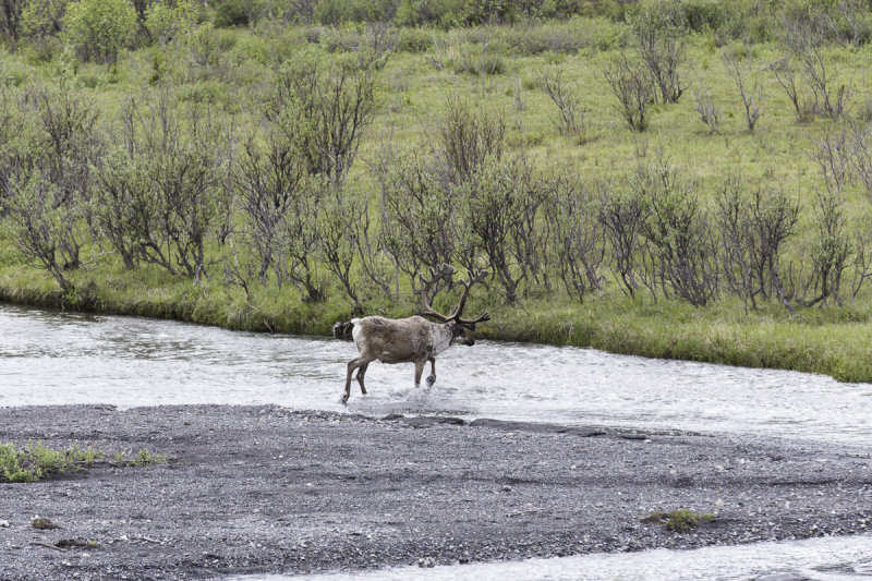 The Caribou Itch at Denali