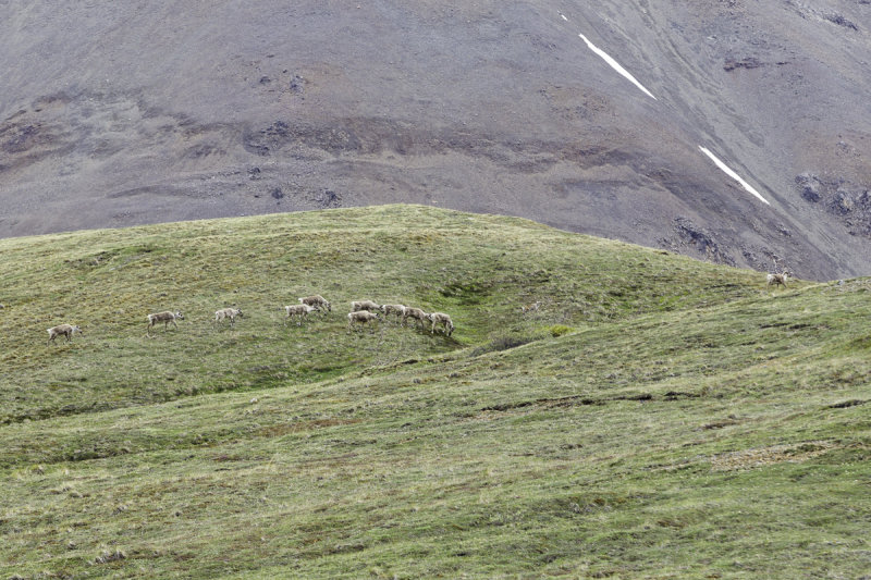 Denali-0157.jpg