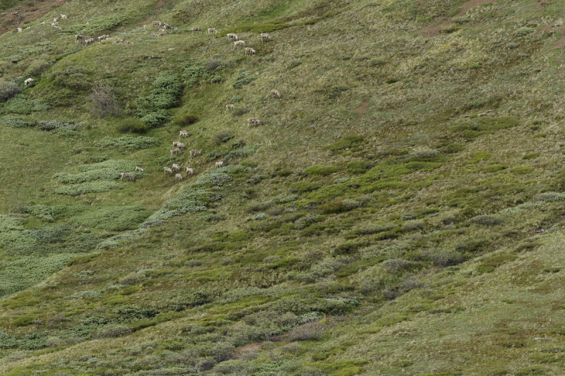 Denali-0331.jpg