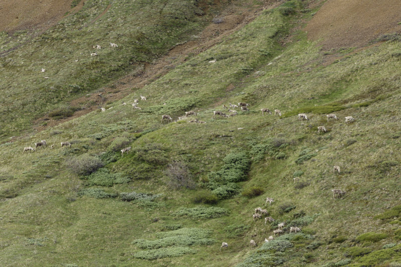 Denali-0336.jpg