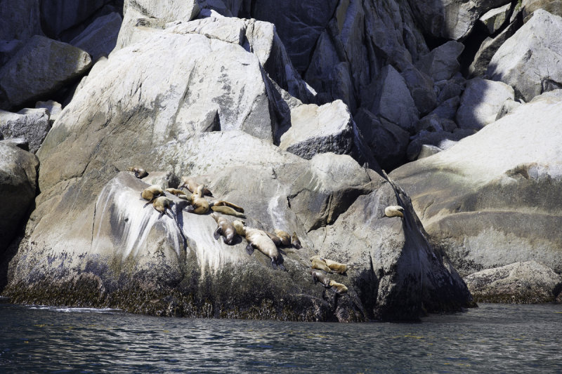 dolphins_seals__birds