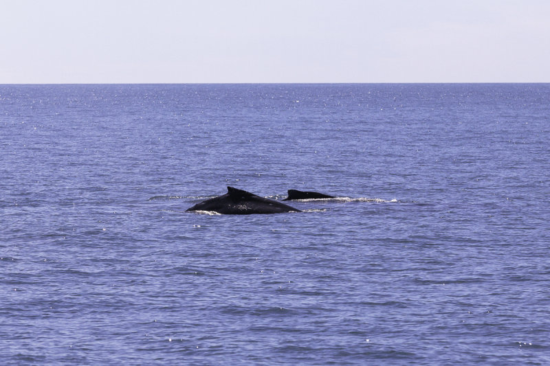 Humback Whales-0233.jpg