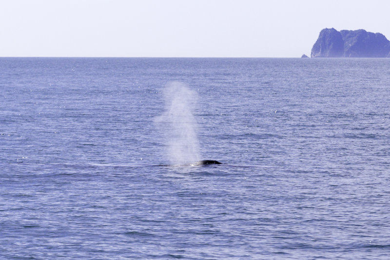 Humback Whales-0234.jpg