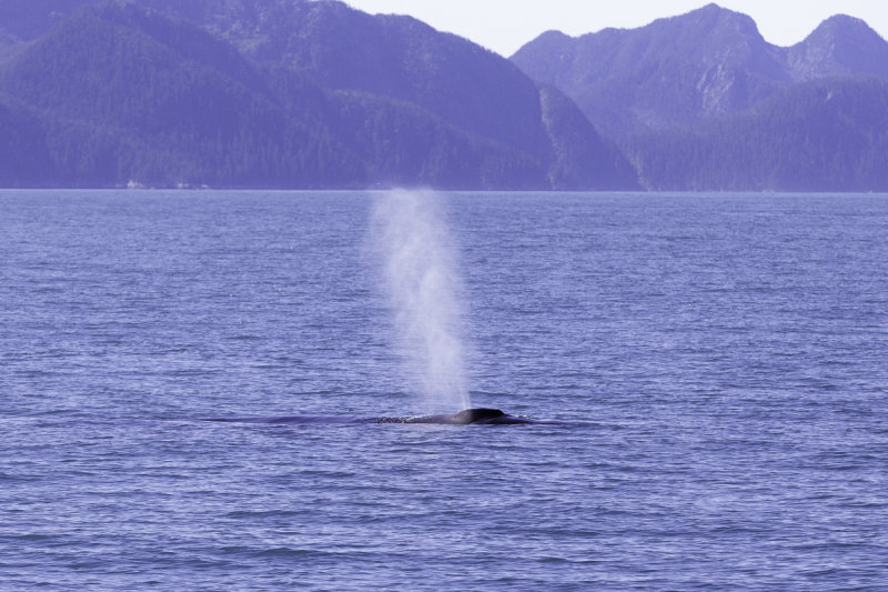 Humback Whales-0239.jpg