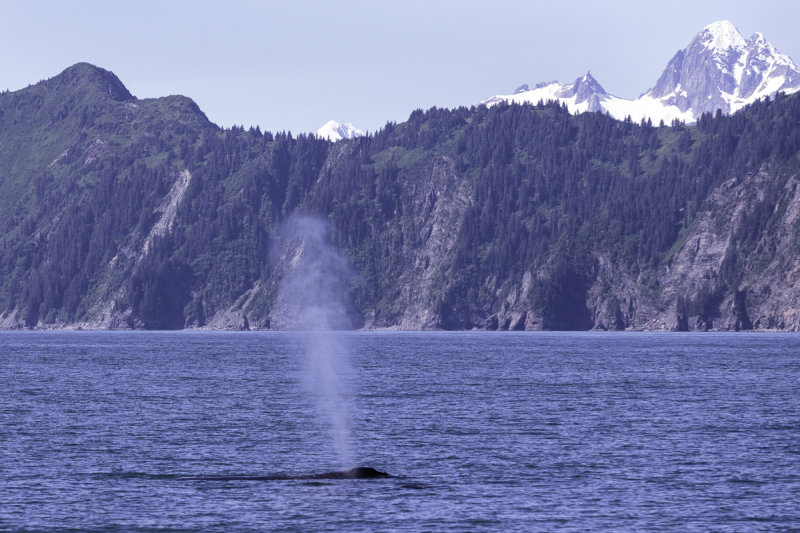 Humback Whales-0250.jpg
